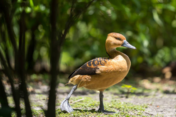 istock South Florida Nature Photography 1202548935