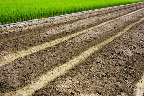 istock Newly Ploughed Field for background 1202549042