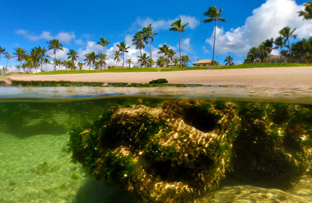 istock Beach in Lauro de Freitas Bahia 1202550080