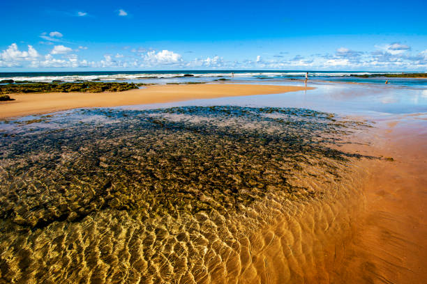 istock Beach in Lauro de Freitas Bahia 1202550169
