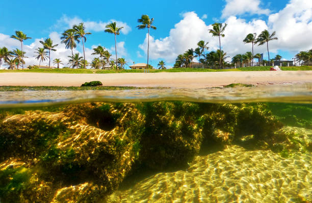 istock Beach in Lauro de Freitas Bahia 1202550244