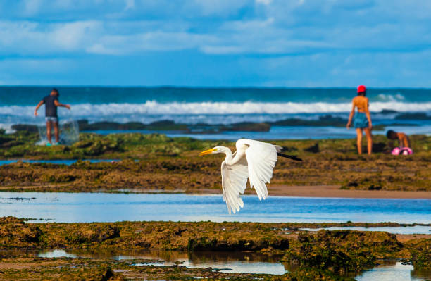 istock Beach in Lauro de Freitas Bahia 1202550408
