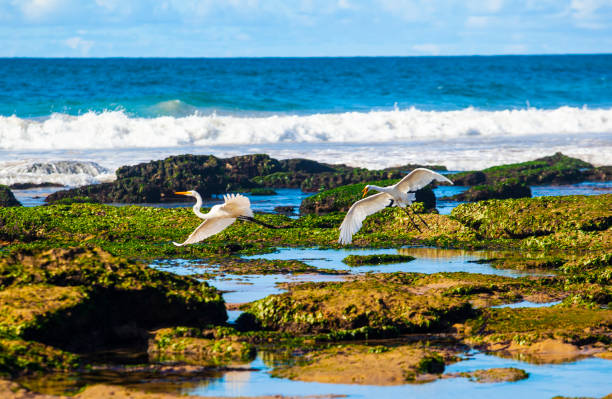 Beach in Lauro de Freitas Bahia
