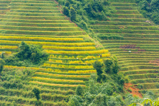 colorful and harvesting rice terraces field on the hills Beautiful photo used for tourism advertising, cover, design, printing, marketing, ideas, magazine and more yên bái stock pictures, royalty-free photos & images
