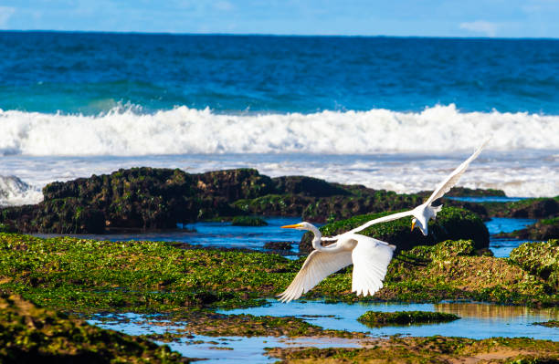 istock Beach in Lauro de Freitas Bahia 1202550501
