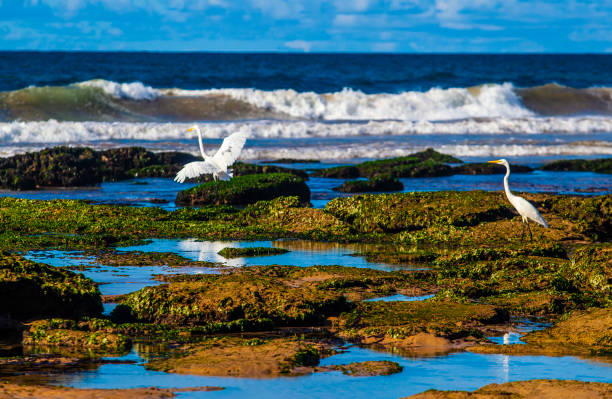 istock Beach in Lauro de Freitas Bahia 1202550618