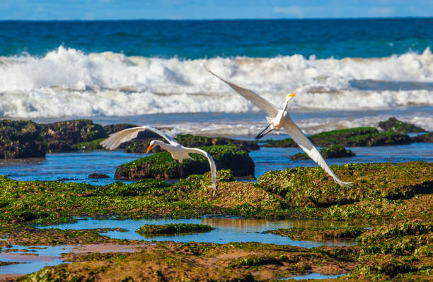 istock Beach in Lauro de Freitas Bahia 1202550702