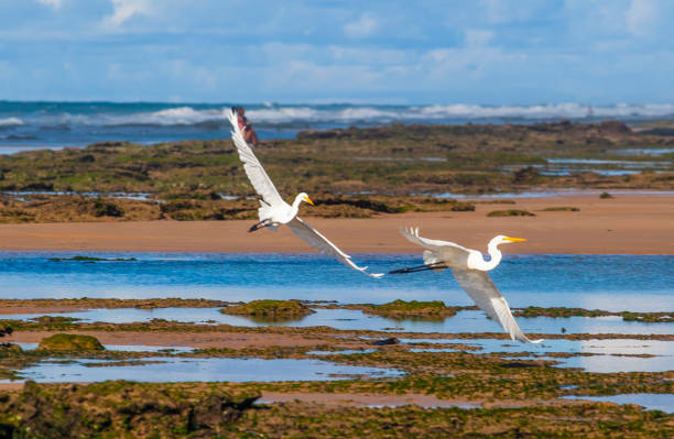 Beach in Lauro de Freitas Bahia