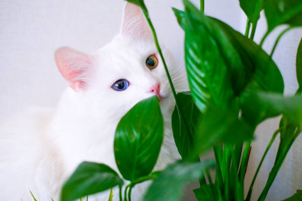 White cat with different color eyes hides behind a green plant. Turkish angora eats peace lily green leaves in living room. Domestic pets and houseplants stock photo
