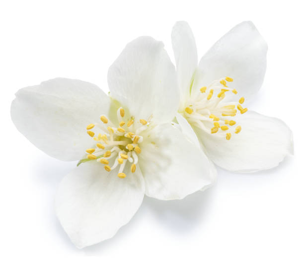 istock Tender jasmine flowers on white background. Clipping path. 1202552568