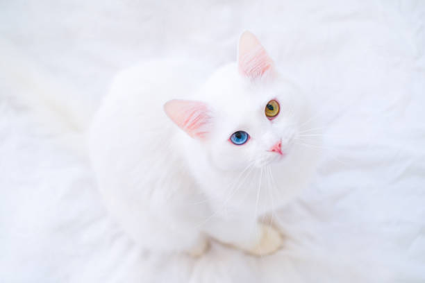 istock White cat with different color eyes looking up at camera on white bed. Turkish angora with blue and green eye. Adorable domestic pets, heterochromia 1202553271