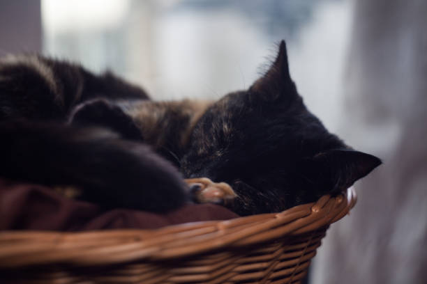 closeup photo of a cute tortoiseshell cat in a wicker basket