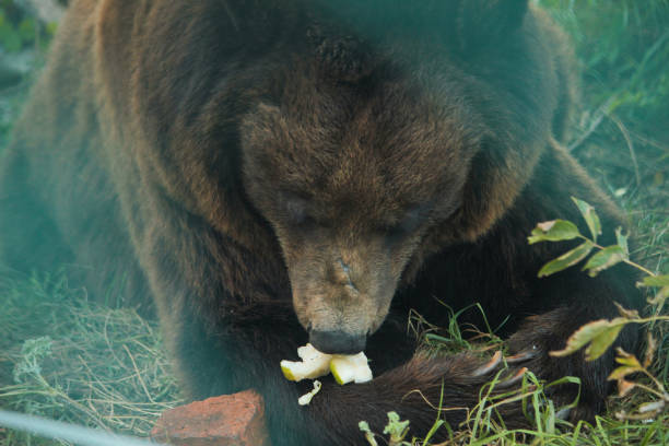 istock Live bear behind grids of a cage 1202553859