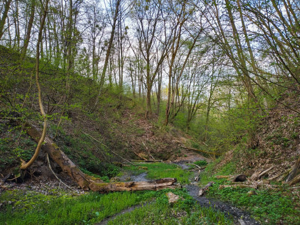 istock Muddy road in rural path at the forest with creek. 1202553919