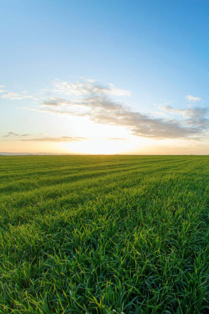 istock Young Wheat Seedlings growing in a Field 1202553975