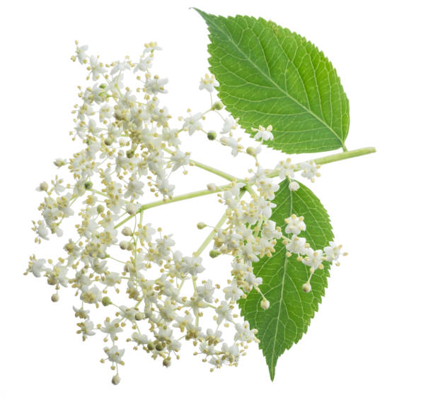 istock Elderberry inflorescence on white background. 1202554091