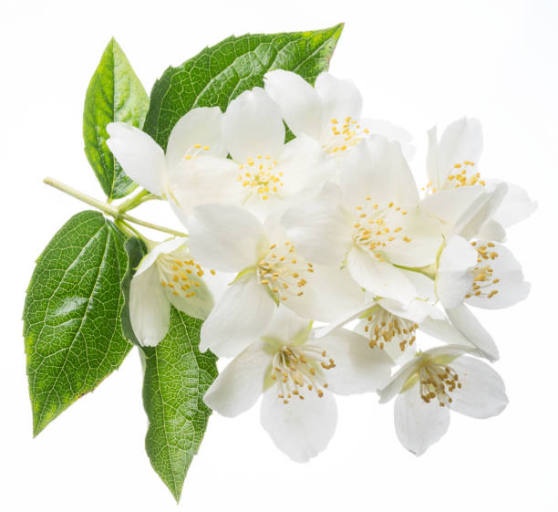 istock Blooming jasmine flower branch with jasmine leaves isolated on white background. 1202554209