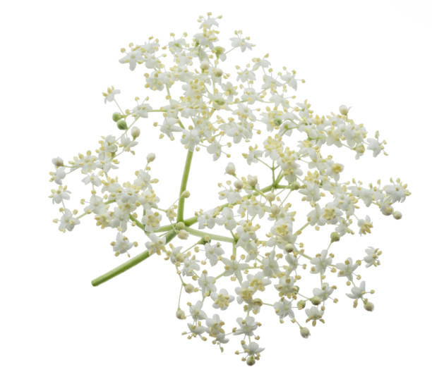 istock Elderberry inflorescence on white background. 1202554349