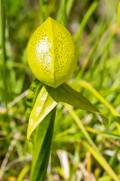 Close up of head of tubular leaf of California pitcher plant, Darlingtonia californica, showing translucent spots.  Darlingtonia State Natural Site, Florence, Oregon, USA.