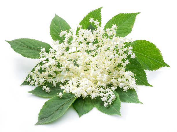 istock Elderberry inflorescence on white background. 1202554455