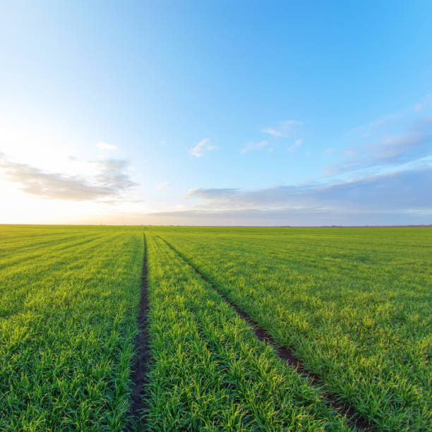 istock Young Wheat Seedlings growing in a Field 1202554510