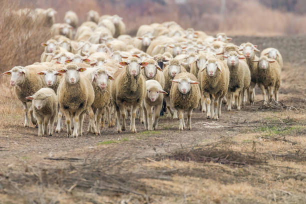istock Flock of sheep, sheep on field 1202555195