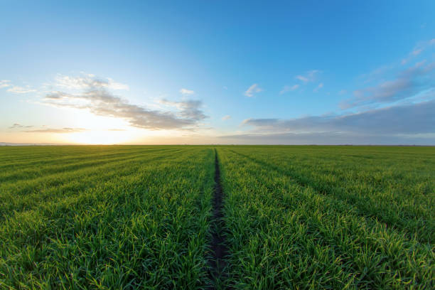 Young Wheat Seedlings growing in a Field