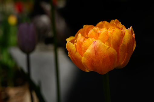 Highlighting on Orange and yellow Tulip with copy space