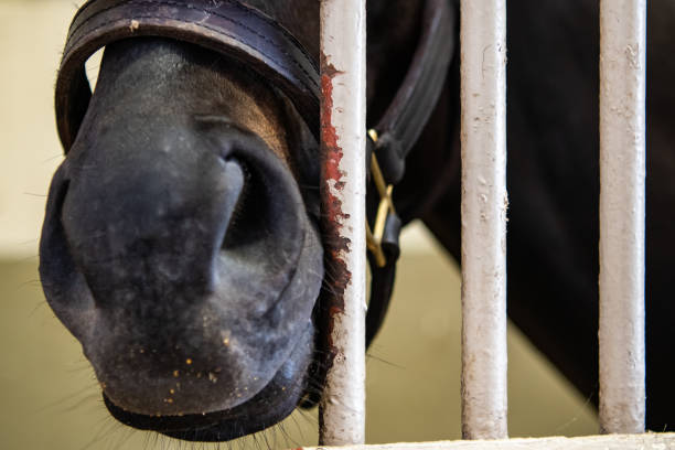 istock Horse Nose Sticks Out of Barn Wall 1202555458