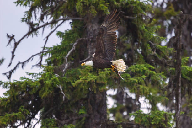 Aquila che vola con i pesci - foto stock