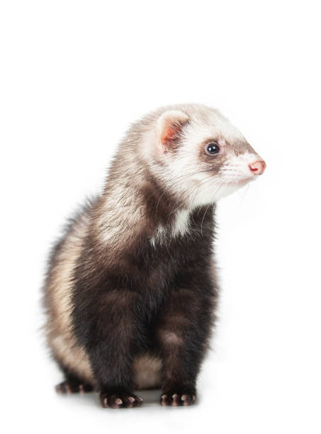 young ferret young polecat isolated over white background polecat stock pictures, royalty-free photos & images