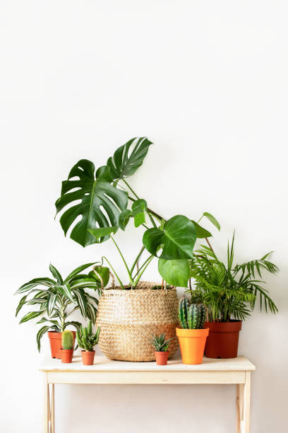 istock Potted home plants front view, home gardening concept 1202556943