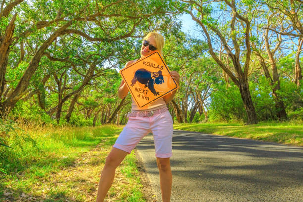 Tourist woman holding Koala sign on Lighthouse Road in Great Otway National Park along Great Ocean Road, Victoria, Australia. Endangered species protection concept.