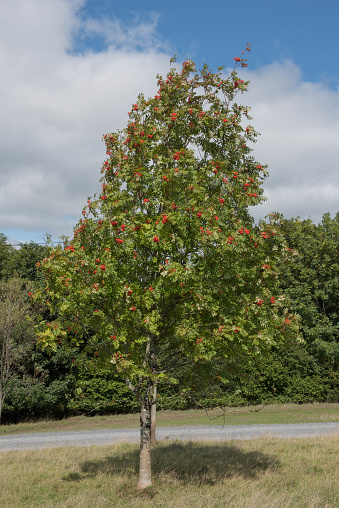 Rowan is a Deciduous Tree, Native to the Uk and also Known as Witch Wiggin Tree, Keirn and Cuirn
