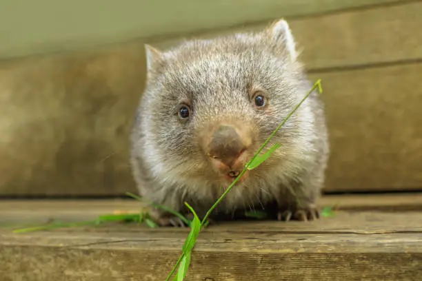 front close up of a wombat joey, Vombatus ursinus, eating grass. Feeding wombat outdoor. The wombat is a herbivorous marsupial.