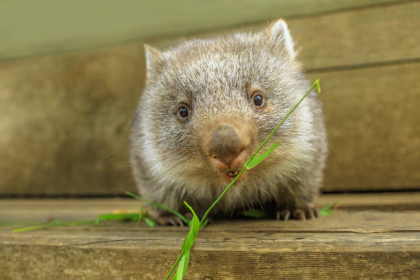joey of wombat feeding - wombat animal mammal marsupial imagens e fotografias de stock