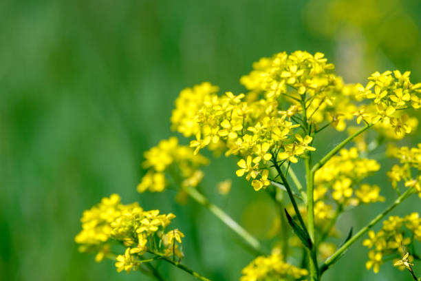 istock small yellow flowers on a green blurred background 1202557166
