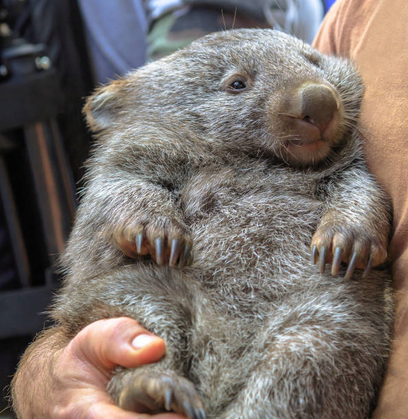 Wombat holding Australia Wombat, Vombatus ursinus, in the arms of a ranger in a fetal position. Closeup of masupial and adult Australian herbivore. wombat stock pictures, royalty-free photos & images
