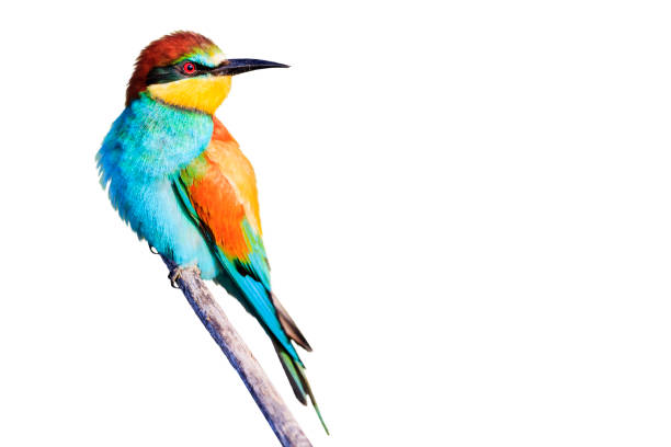 istock colorful wild bird isolated on white 1202557345