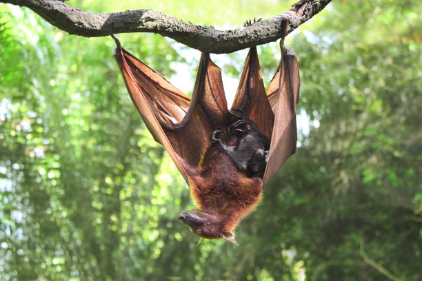Female of flying fox with cub on a branch in tropical forest