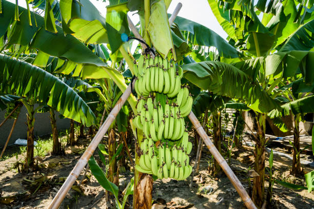 banane mûre sur le bananier dans taiwan - banana plantation green tree photos et images de collection
