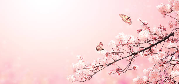 istock Beautiful magic spring scene with sakura flowers 1202557390