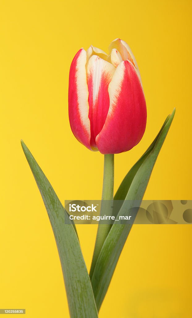 tulipan - Zbiór zdjęć royalty-free (Barwne tło)