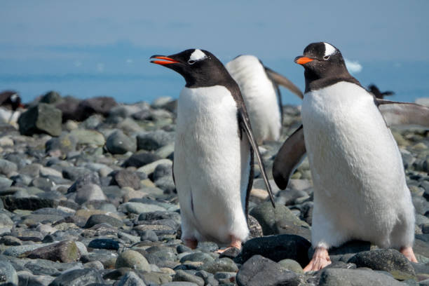 istock Gentoo penguin on the Antarctic Peninsula. 1202558445