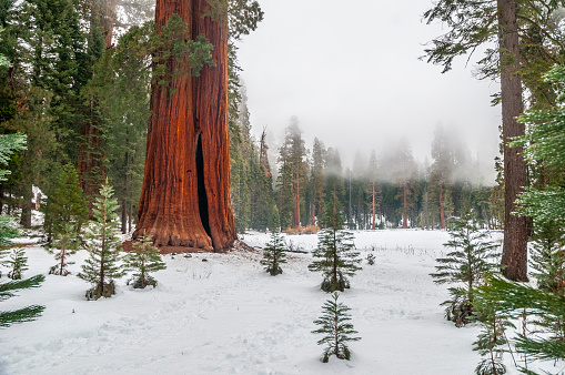 Giant sequioas reaching for the clouds in Sequoia National Park.