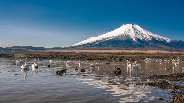 istock Holiday Photo 1202559439