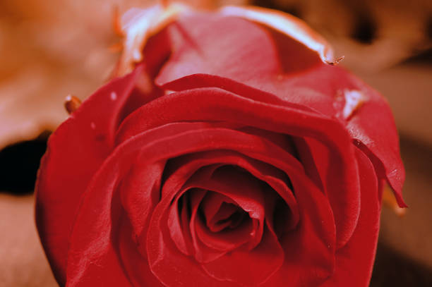 Bouquet of white roses on a textile background close up. Brown color toned
