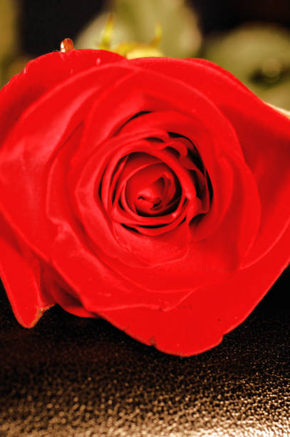 istock Red rose on the bokeh background shot in macro 1202559637