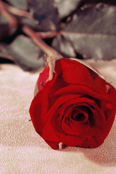 istock Red rose on the bokeh background shot in macro 1202559660