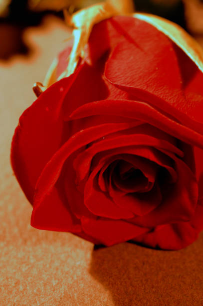 istock Red rose on the bokeh background shot in macro 1202559691